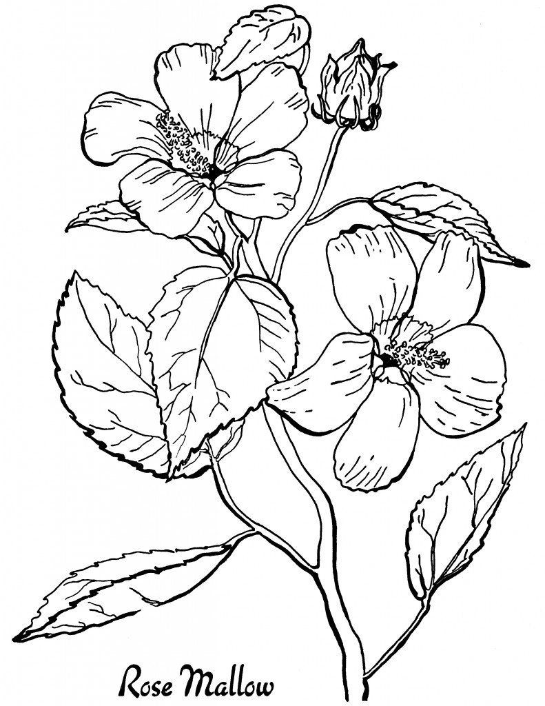 free coloring pages for adults