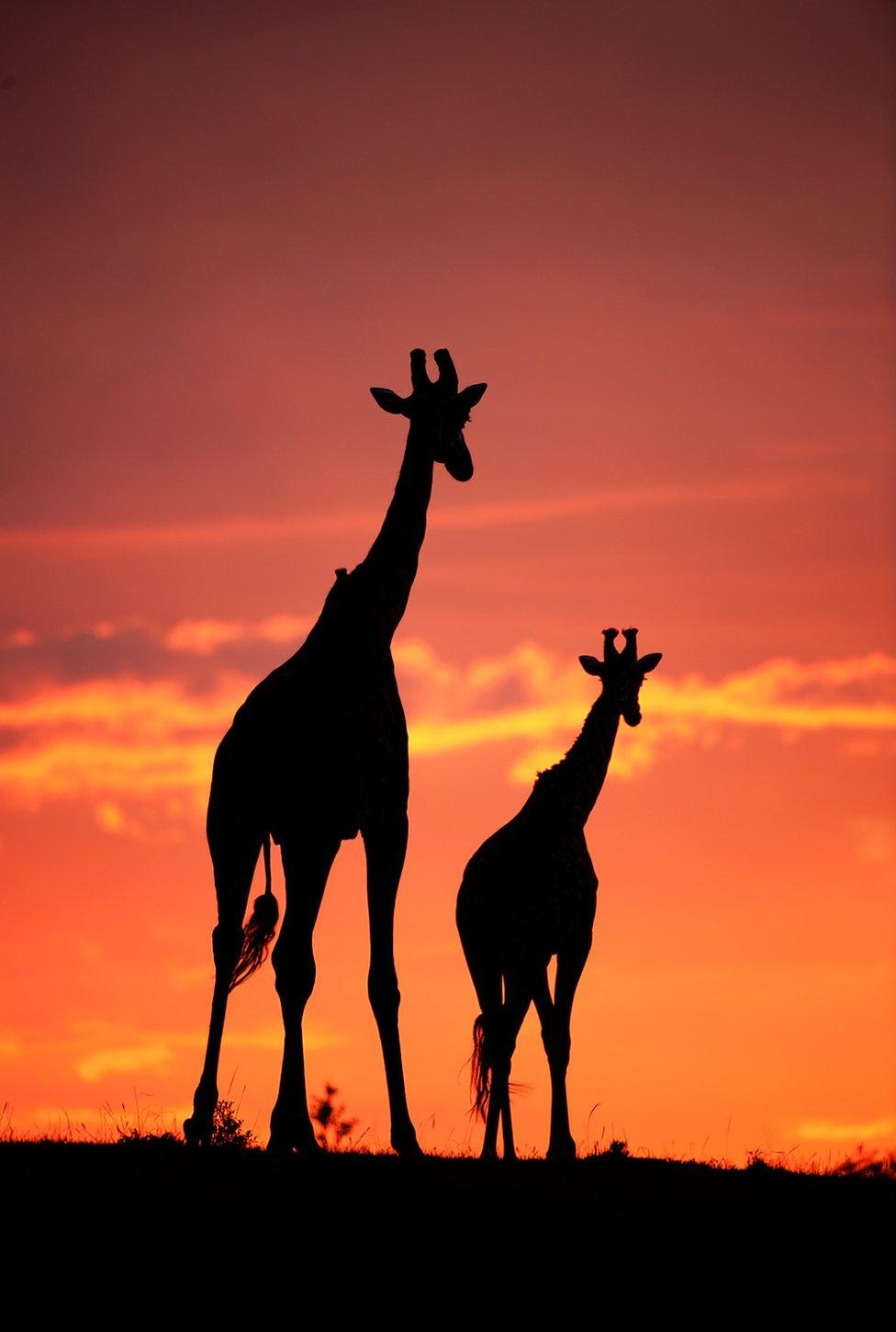 silhouette of a animal